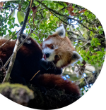 Load image into Gallery viewer, The Dash Bracelet - Himalaya Stone - Red Panda
