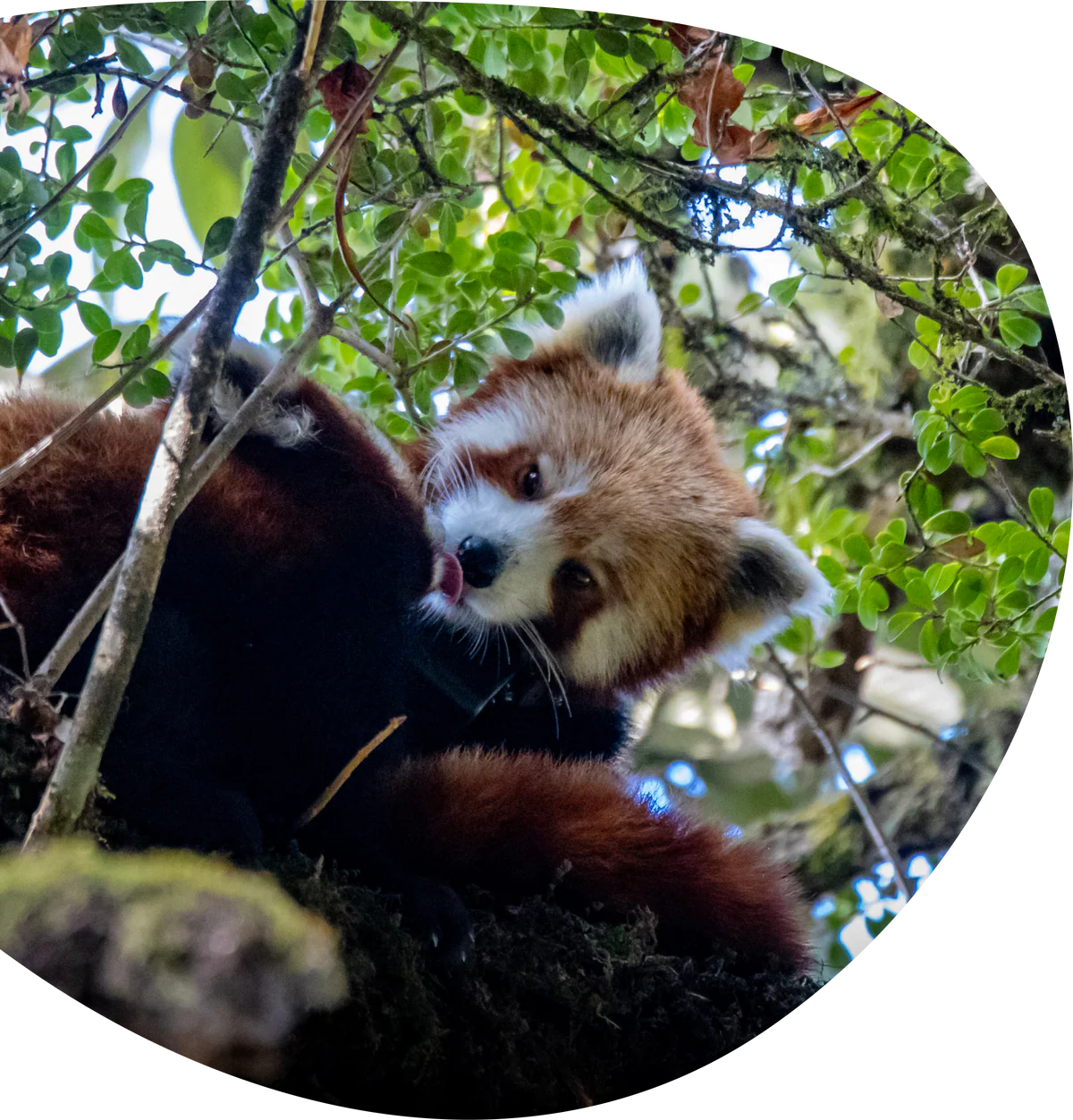 The Dash Bracelet - Bamboo - Red Panda