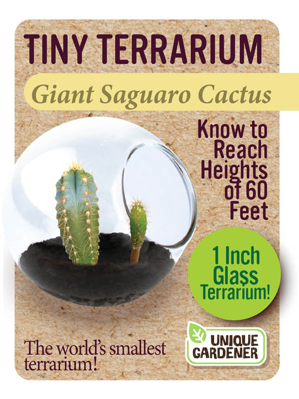 Tiny Terrariums– Plunkett's Hallmark