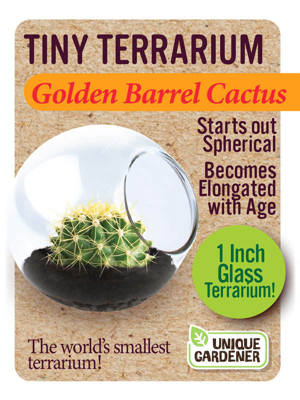 Tiny Terrariums